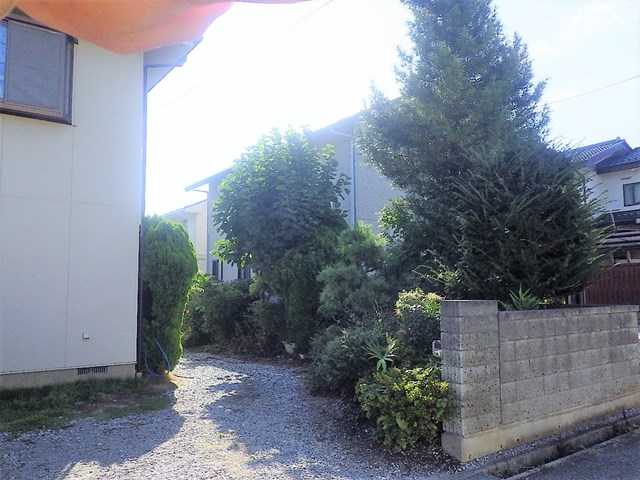 tree
